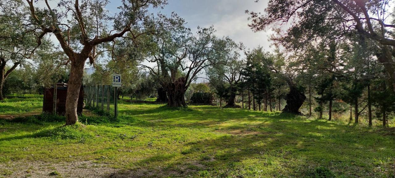 Bed and Breakfast La Piana Degli Ulivi Россано Экстерьер фото
